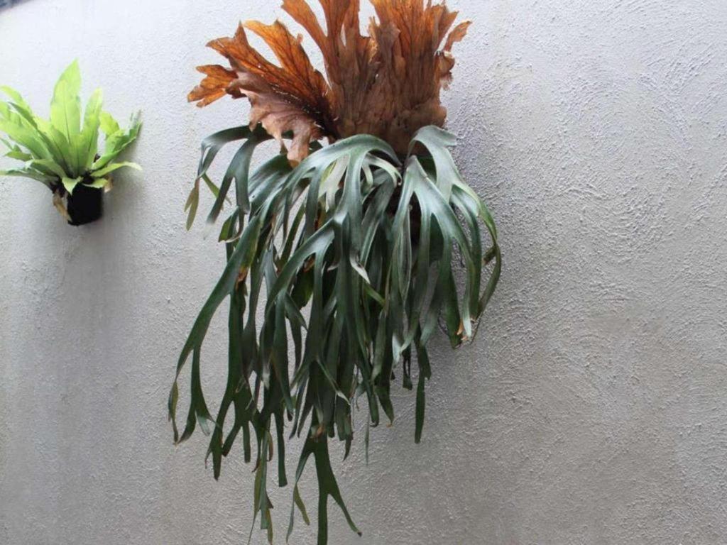 Casa Living Setiabudi ג'קרטה מראה חיצוני תמונה